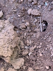 Camponotus sansabeanus