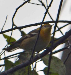 Peucedramus taeniatus