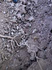 Camponotus sansabeanus