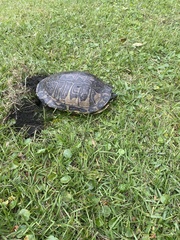 Pseudemys peninsularis