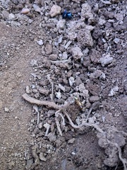 Camponotus sansabeanus