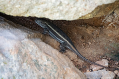 Sceloporus virgatus