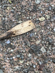 Leotiomycetes