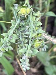 Cynoglossum officinale