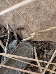 Formica subpolita