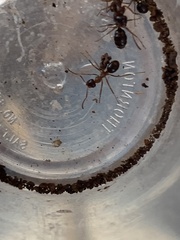 Formica subpolita