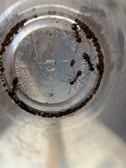Formica subpolita