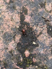 Ostearius melanopygius