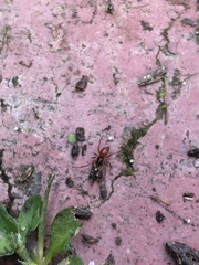 Ostearius melanopygius