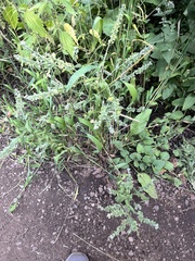 Cynoglossum officinale