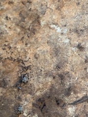 Liometopum occidentale