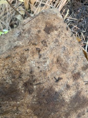 Liometopum occidentale