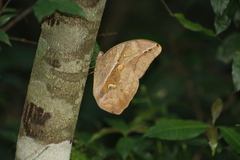 Eryphanis automedon