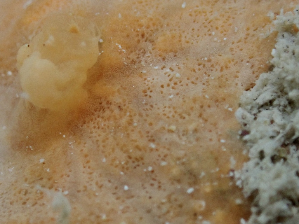 Prosuberites carriebowensis