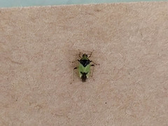 Dagbertus bonaerensis