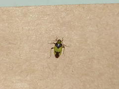 Dagbertus bonaerensis