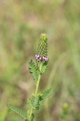 Dalea foliosa