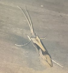 Platycentropus radiatus