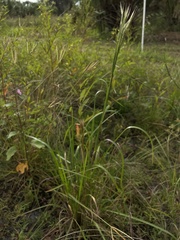 Andropogon glomeratus