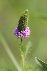 Dalea foliosa