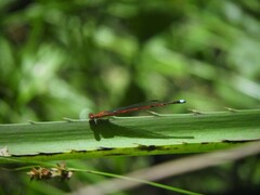 Oxyagrion