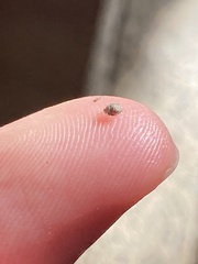 Brevicoryne brassicae