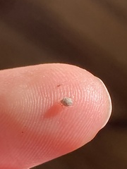 Brevicoryne brassicae