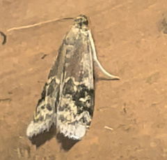 Euzophera semifuneralis