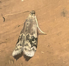 Euzophera semifuneralis