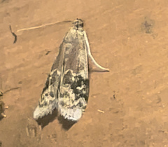 Euzophera semifuneralis