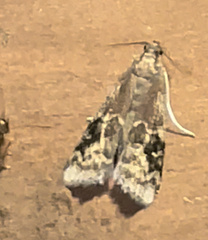 Euzophera semifuneralis