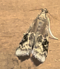 Euzophera semifuneralis