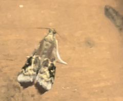 Euzophera semifuneralis