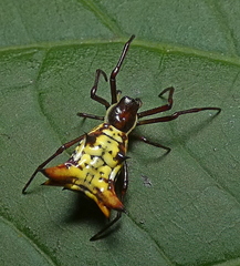 Micrathena fissispina