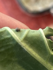 Brevicoryne brassicae