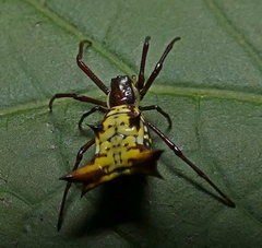 Micrathena fissispina