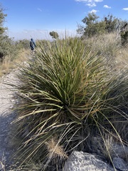 Dasylirion leiophyllum