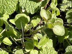 Veronica hederifolia