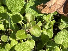 Veronica hederifolia