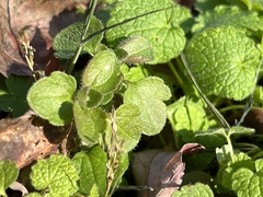 Veronica hederifolia