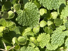 Veronica hederifolia