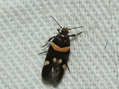 Macrobathra alternatella