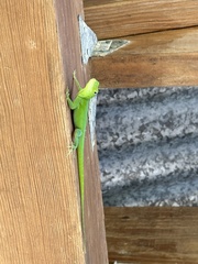 Anolis evermanni