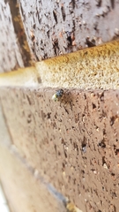 Odontomyia hunteri