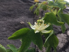 Passiflora subpeltata