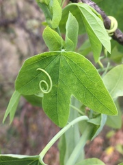 Passiflora subpeltata