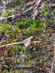 Campylopus introflexus