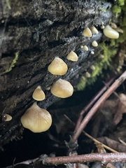 Crepidotus fraxinicola