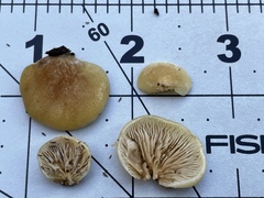 Crepidotus fraxinicola