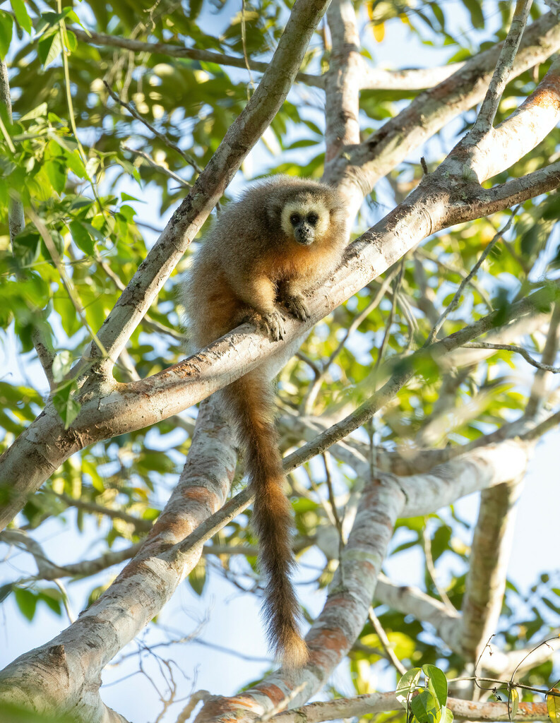 Andean Titi Monkey